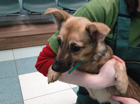 Kto pokocha Mini Minię? - grafika