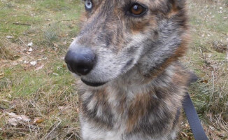 Jestem Bazyl. Kto mnie pokocha?