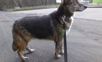 Jestem Bazyl. Kto mnie pokocha?