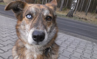 Jestem Bazyl. Kto mnie pokocha?