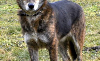 Jestem Bazyl. Kto mnie pokocha?