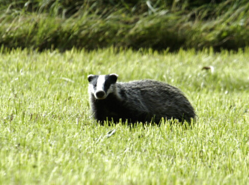 Borsuki w studzience - grafika