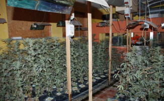 421 roślin i 1,3 kg białego proszku