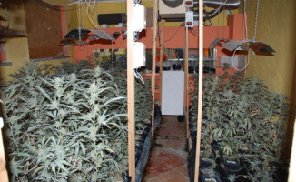 421 roślin i 1,3 kg białego proszku