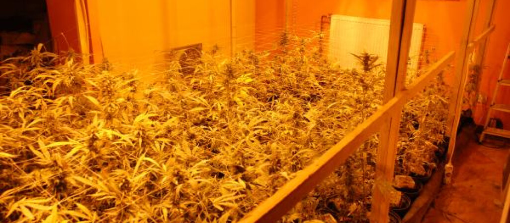 421 roślin i 1,3 kg białego proszku