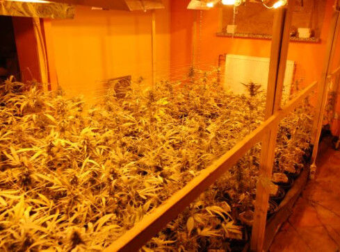 421 roślin i 1,3 kg białego proszku - grafika