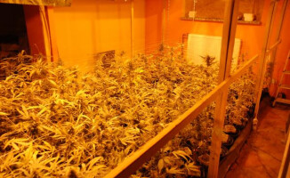 421 roślin i 1,3 kg białego proszku