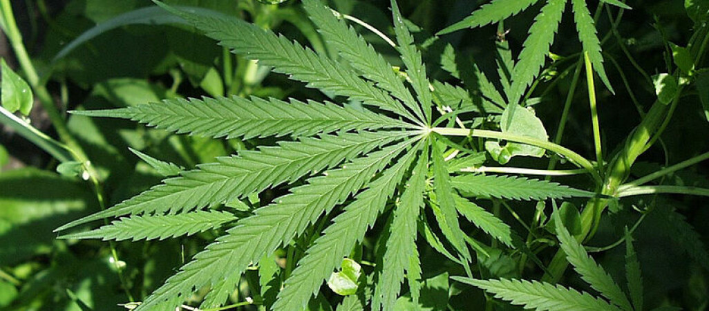 Przyszli do syna, znaleźli...