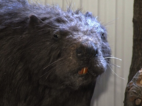 Bobry w mieście - grafika