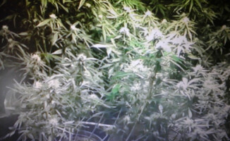 Zamknęli narkotykową fabryczkę