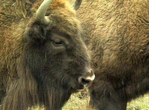 Strach padł na mieszkańców - grafika