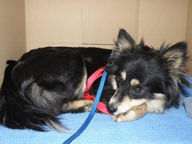 Straszna historia Dzikiej. Płakać się chce... - grafika