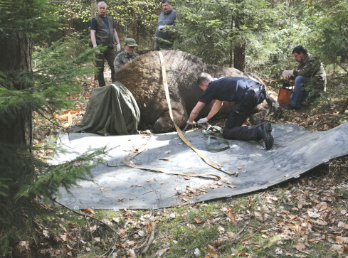 Pyra już nie niepokoi mieszkańców - grafika
