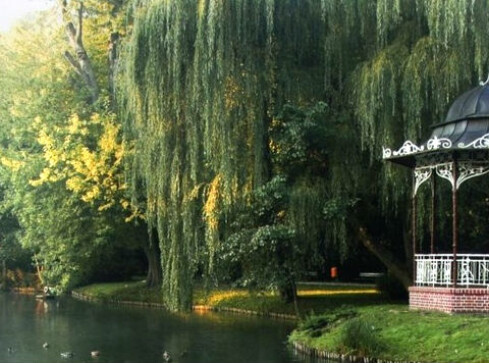 Koncert w pilskim Parku - grafika