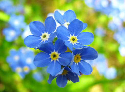 "Nie zapomnij o mnie”... - grafika