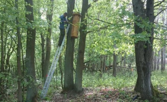 Tradycyjne bartnictwo wraca do lasu