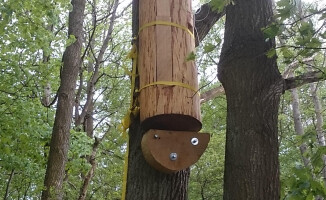 Tradycyjne bartnictwo wraca do lasu