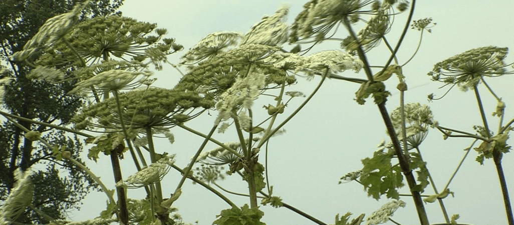 Niebezpieczny barszcz Sosnowskiego