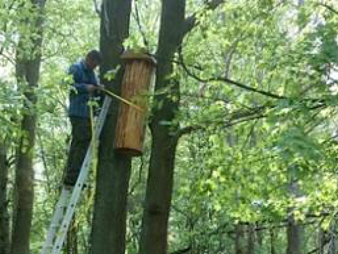 Tradycyjne bartnictwo wraca do lasu - grafika