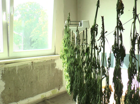 W ogrodzie i pod folią - grafika