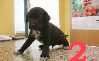 Wirtualne "schronisko" adopcyjne