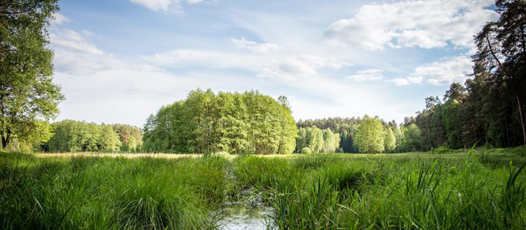 Piękno polskich lasów - głosuj