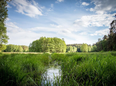 Piękno polskich lasów - głosuj - grafika