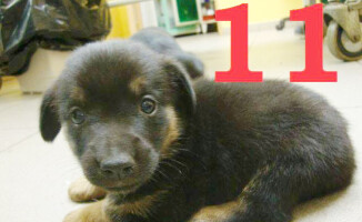 Wirtualne "schronisko" adopcyjne