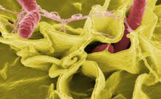 Salmonella - dziewięcioro chorych w szpitalu