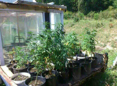 Uprawa konopi pod Miasteczkiem zlikwidowana - grafika