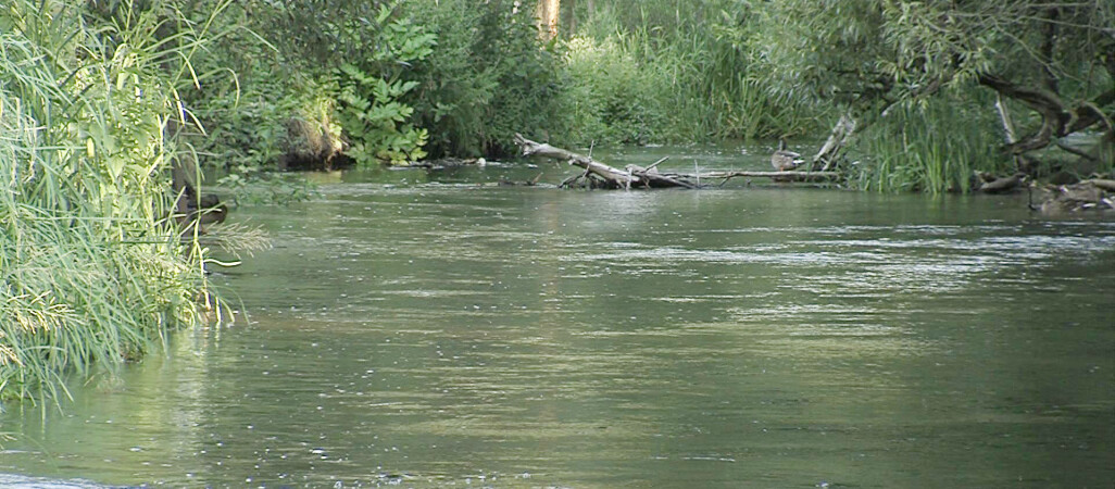 Kto zabił wilka?