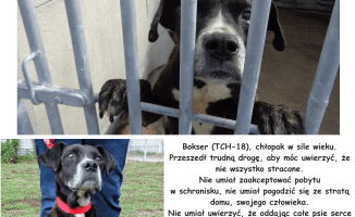 "Przygarnij Burka" już jutro!