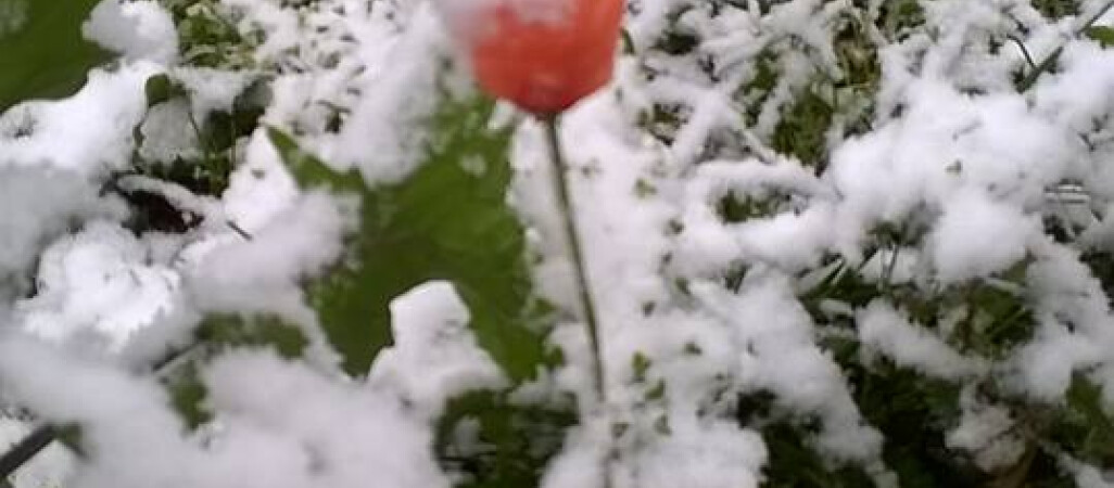 Lato zimą...
