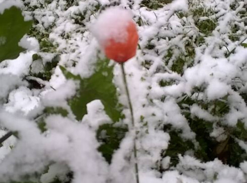 Lato zimą... - grafika
