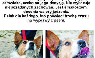 5 psów znalazło nowy dom