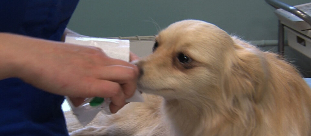 Zaczipuj swego pupila