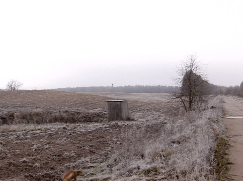 Z zimną krwią zastrzelił psa - grafika