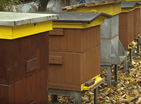 Pasieka dla pszczół z budżetu obywatelskiego - grafika