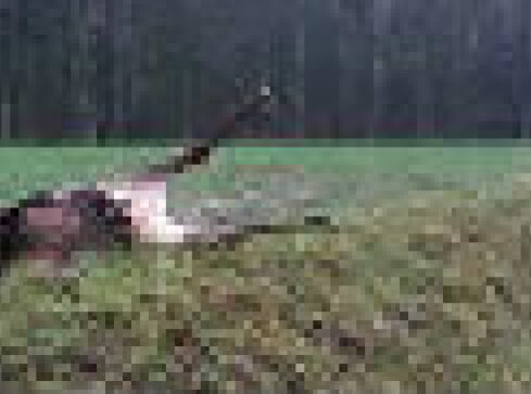 Jeleń padł po zderzeniu z autem - grafika