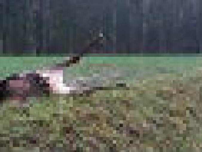 Jeleń padł po zderzeniu z autem - grafika