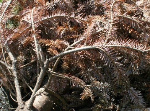 Co zrobić z choinką po świętach? - grafika