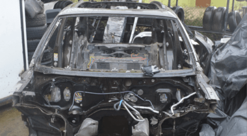 Zaglądają do "dziupli", a tam... - grafika