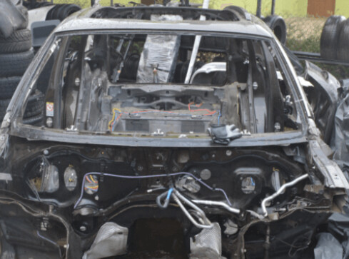 Zaglądają do "dziupli", a tam... - grafika