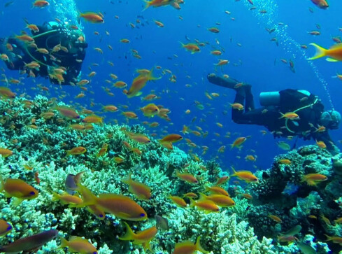 W płetwach do bajkowej krainy, po zdrowie - grafika