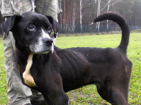 Kto przygarnie Tapsa? - grafika