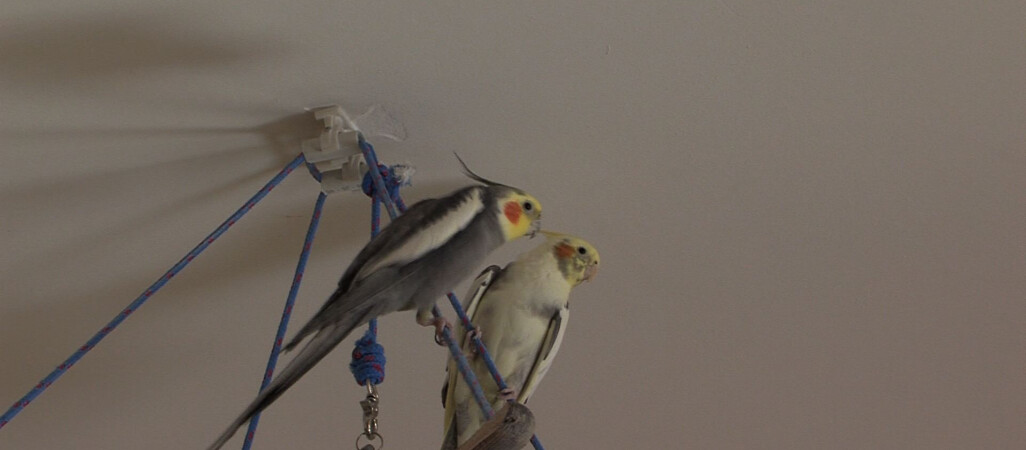 Papuga Romeo ze Złotowa "śpiewa" hymn Polski