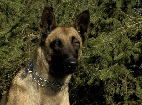 Pies policyjny znalazł sprawcę kolizji - grafika