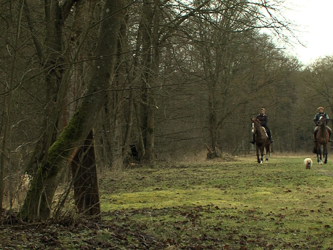 Trasy do jazdy konnej w pilskich lasach - grafika