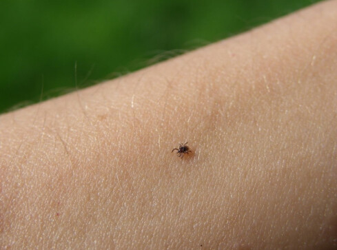 Uwaga, zapowiada się plaga kleszczy - grafika