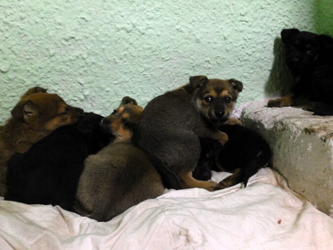 Psy z lisiej norki do adopcji - grafika